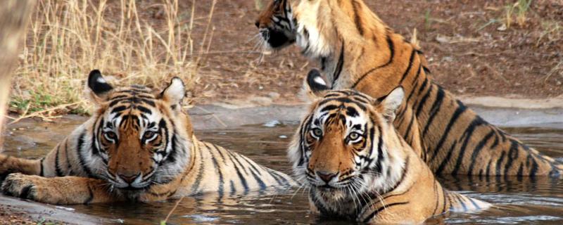 Jungle Safari